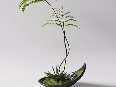 Bonsai Plant With Feathery Green Leaves Slender Curved Stems In Black Pot With Lush Moss 3d model