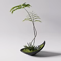 Bonsai Plant With Feathery Green Leaves Slender Curved Stems In Black Pot With Lush Moss