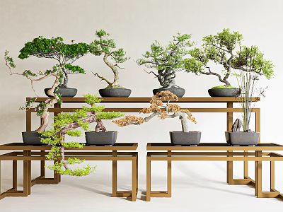 Varied Bonsai Plants Displayed on Wooden Stands with Green Foliage and Ceramic Pots 3d model
