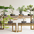 Varied Bonsai Plants Displayed on Wooden Stands with Green Foliage and Ceramic Pots