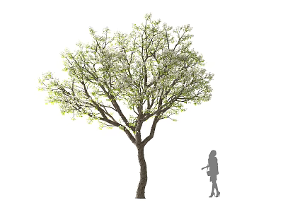 Tall Tree With Lush Green Foliage And Spreading Branches Near Person Silhouette 3d model