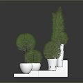 Decorative Trees in White Pots on White Cube Pedestals Against Dark Background Modern