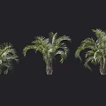 Multiple Palm Trees With Green Leaves And Trunks On Dark Background 3d model