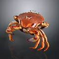 Orange and brown crab with purple claws isolated on dark background with reflection