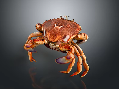Orange and brown crab with purple claws isolated on dark background with reflection 3d model