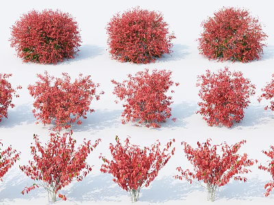 Red Shrub Varieties With Diverse Shapes And Foliage For Garden Decoration 3d model