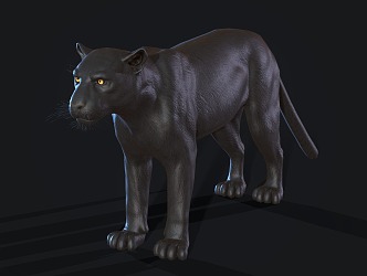 Black Panther Leopard 3d model