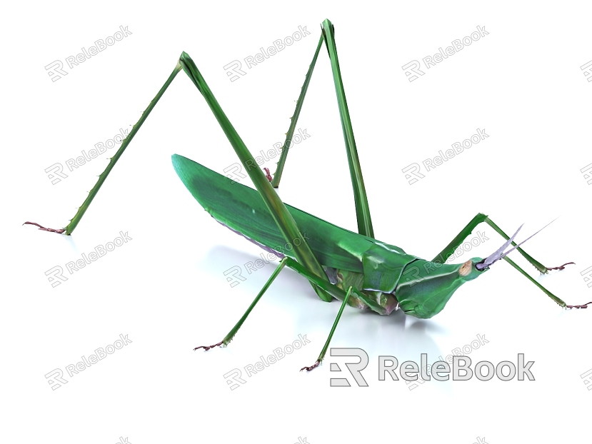 grasshopper grasshopper insect pest grasshopper grasshopper model