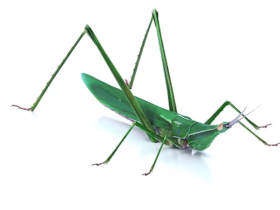 Detailed Vibrant Green Flying Grasshopper With Long Legs And Transparent Wings 3d model