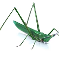 grasshopper insect pest grasshopper 3d model