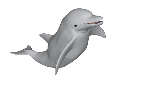 Modern Dolphin Animal Dolphin 3d model