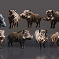 Various Wild Boars In Different Poses On Gray Background 3d model