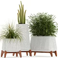 Variety of Bonsai Potted Plants With Concrete Planters and Grass Bamboo Shrub