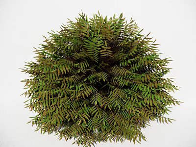 Lush Round Fern Plant With Dense Green Feathery Leaves And Vibrant Foliage 3d model