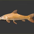 Orange Carp Aquatic Animal 3D Rendered With Detailed Texture On Gray Background