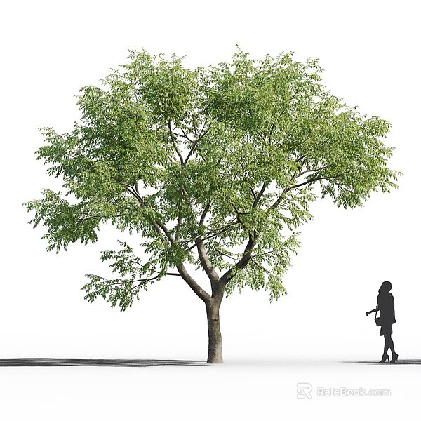 Tall Tree With Lush Green Leaves Brown Trunk And Woman Walking Nearby 3d model 