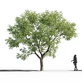 Tall Tree With Lush Green Leaves Brown Trunk And Woman Walking Nearby