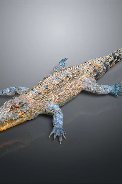 Colorful Crocodile Reptile With Detailed Scales And Open Mouth On Dark Background 3d model