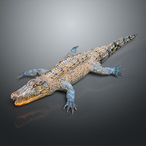 Crocodile Alligator Nile Crocodile carnivore reptile cold-blooded animal reptile 3d model