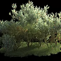 Lush Green Shrubs with Dense Foliage and Small Orange Berries Growing on Grass