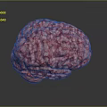 3D Anatomical Brain Model Medical Device with High Quality Realistic Texture