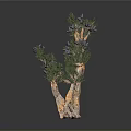 Decorative Indoor Plant With Forked Wooden Trunk Green Leaves And Purple Flowers