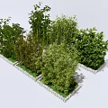 Different Types of Bamboo Plants with Lush Green Foliage Arranged in Stone Planters