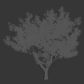 Lush Green Tree With Dense Foliage Standing Next To A Female Silhouette Outdoors