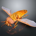Close Up View Of Orange Fly With Transparent Wings And Large Eyes On Black Surface