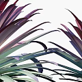 Ripe Tropical Pineapple With Vibrant Purple Leaves And Fresh Juicy Flesh Texture