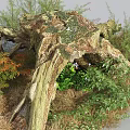Stone Wood Natural Setting Featuring Tree Stump Green Plants and Colorful Shrubs