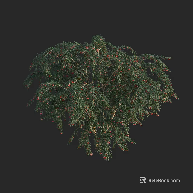 Lush Arbor Tree With Dense Green Foliage And Red Berries 3d model 