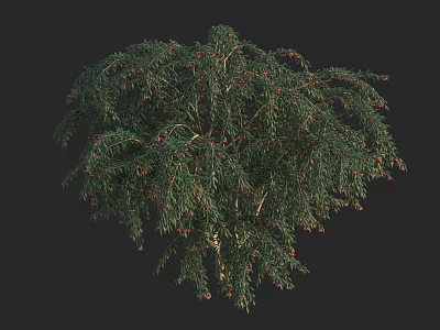 Lush Arbor Tree With Dense Green Foliage And Red Berries 3d model