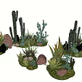 Various Decorative Cactus And Succulent Plants With Stones And Green Grass