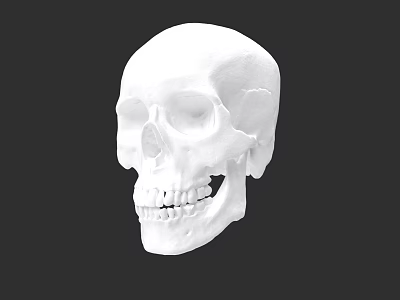 Intricate White Skull Sculpture Detailed Artistic Carving Design On Black Background 3d model