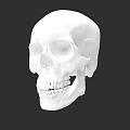 Intricate White Skull Sculpture Detailed Artistic Carving Design On Black Background