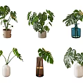 Various Decorative Vases with Green Monstera Leaves for Home Interior Decor