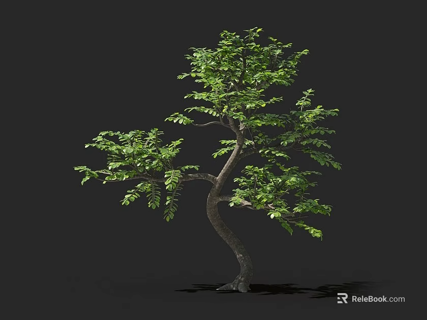 Lush Green Arbor With Curved Trunk And Dense Foliage Isolated On Dark Background 3d model 