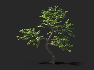 Lush Green Arbor With Curved Trunk And Dense Foliage Isolated On Dark Background 3d model
