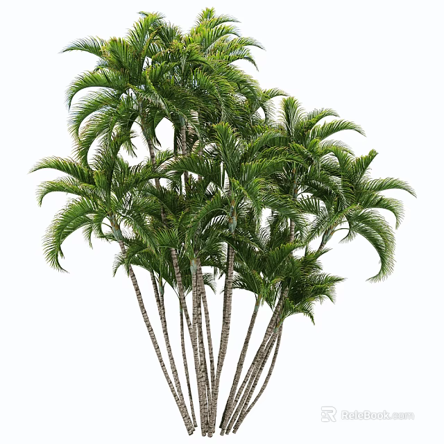Cluster of Palm Trees with Lush Green Fronds and Tall Slender Trunks in Natural Landscape 3d model 