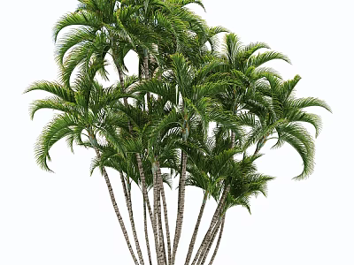 Cluster of Palm Trees with Lush Green Fronds and Tall Slender Trunks in Natural Landscape 3d model
