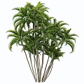 Cluster of Palm Trees with Lush Green Fronds and Tall Slender Trunks in Natural Landscape
