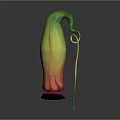 Distinctive Colorful Plant Featuring Green Yellow Red Gradient Curved Structure And Long Stem