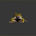 Green Tree Frog With Red Eyes Long Legs And Shiny Skin On Dark Background