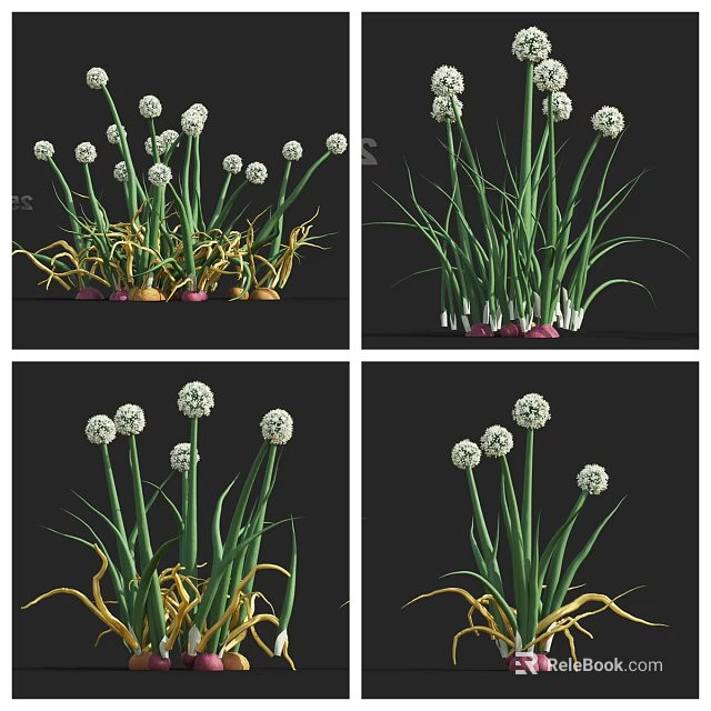 Fresh Chives In Different Growth Stages With Green Yellow Leaves And White Flower Heads 3d model 