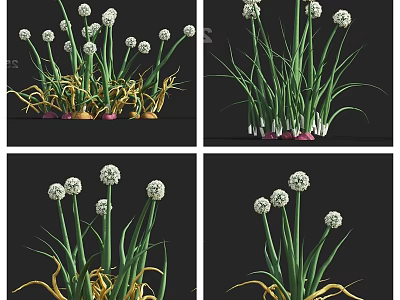 Fresh Chives In Different Growth Stages With Green Yellow Leaves And White Flower Heads 3d model