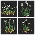 Fresh Chives In Different Growth Stages With Green Yellow Leaves And White Flower Heads