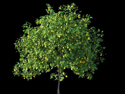 Lush Green Leafy Arbor With Abundant Yellow Fruits Isolated On Black 3d model