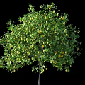 Lush Green Leafy Arbor With Abundant Yellow Fruits Isolated On Black