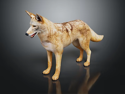 Realistic Coyote 3D Model in Standing Pose on Black Background with Reflection 3d model